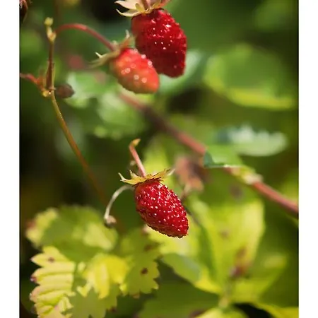 Oeko-landhotel Basler Hof Hotel Lauterbach (Baden-Wurttemberg)