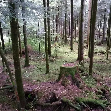 Oeko-landhotel Basler Hof 4* Lauterbach (Baden-Wurttemberg)