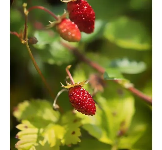 Oeko-landhotel Basler Hof Hotell Lauterbach (Baden-Wurttemberg)